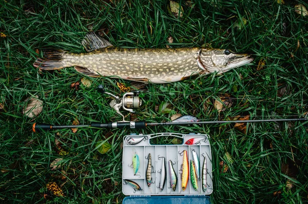 Great catch, pike with spinning lies on grass. fish, spoon. perch on hooks. fishing bait. close up. throw-line. fishing rod. Fishing background. Trophy fish. angler. box with fishing tackle.