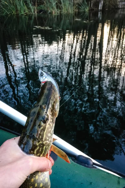 Hand with fish on the background of the lake and the boat. Great catch, pike on hooks. fishing bait. close up. Fishing background. Trophy fish. angler. headshot.