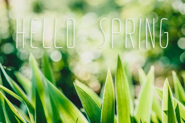 Messaggio Ciao Primavera Iris Verde Foglie Selvatiche Campo Fiori Fiore — Foto Stock