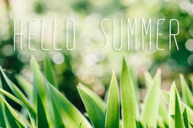 Merhaba Summer diye mesaj at. Yeşil iris yaban yaprağı çiçek tarlasında. Amaryllis dakika, çayır, çiçek bahçesi