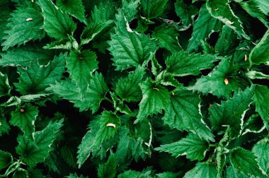 Yeşil arka plan taze ısırgan otu. İğneleyici tasarım. doku