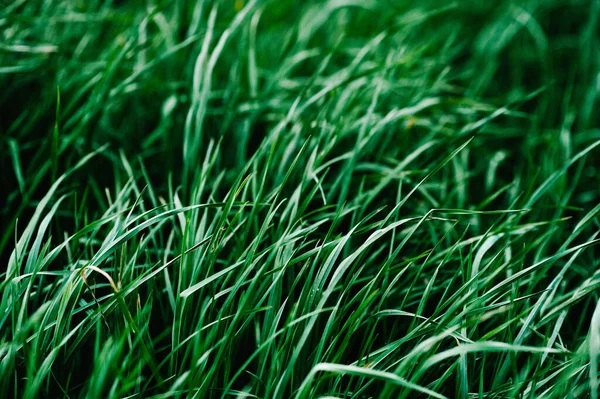 Green background texture of long grass sedge