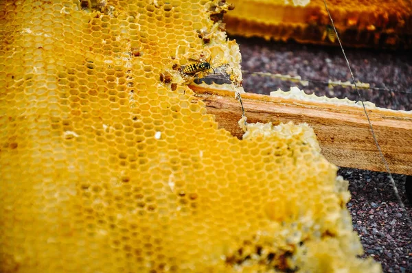 Pszczoła Siedzi Klatce Miodami Sota Pracujące Pszczoły Plastrami Miodu Tekstura — Zdjęcie stockowe