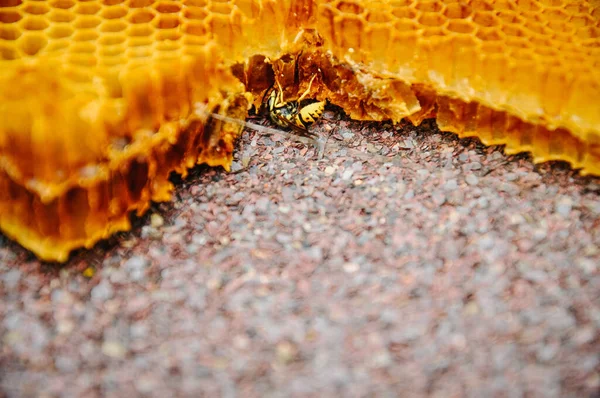 ミツバチはミツバチと一緒にフレームに座っています ソータミツバチとハニカム ハニー テクスチャ 蜂のワックスと蜂の巣の蜂蜜の背景 閉めろ 養蜂や蜂蜜の見方は — ストック写真