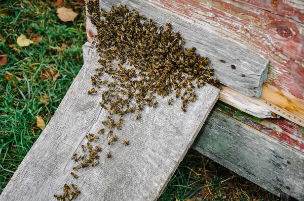 工蜂聚居在蜂房的背景上 蜂巢中蜜蜂的背景靠近点观察养蜂和采蜜的情况 蜂群蜂工们坐在蜂窝上 — 图库照片