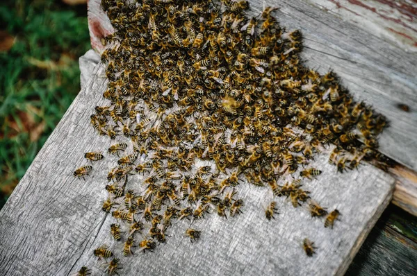 Working Bees Colony Background Hive Texture Close View Beekeeping Getting — Stock Photo, Image