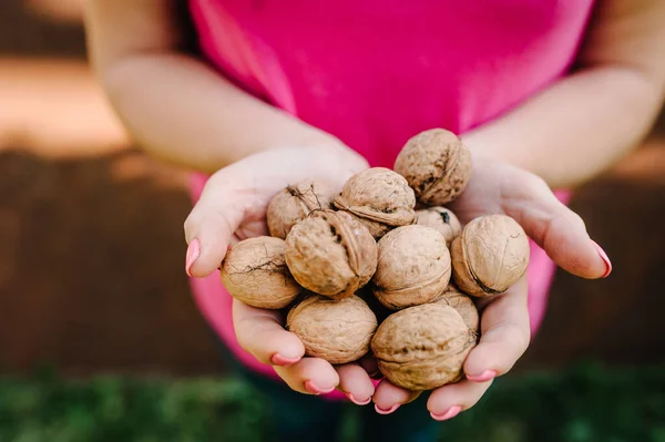 Woman holding whole walnut in her hands. Walnut isolated. Harvest. Whole walnut, healthy organic food concept. Top view. View above. flat lay.
