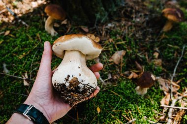 Bir adamın elinde beyaz mantar. Mantar toplayıcısı. Mantar toplayıcısı. Boletus Edulis. Ormanda fotokopi alanı olan yenilebilir mantar..
