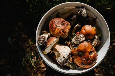 Birçok yenilebilir mantar: beyaz, yosun, çam ormanındaki bir kovadaki güneş şemsiyesi. Yosun içinde bir grup güzel mantar. Boletus Edulis. Kopya alanı olan yenilebilir mantar.