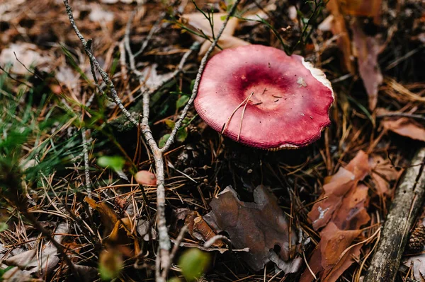 Cogumelo Russula Encontrado Pinheiro Cogumelo Crescer Floresta Outono Cogumelo Comestível — Fotografia de Stock
