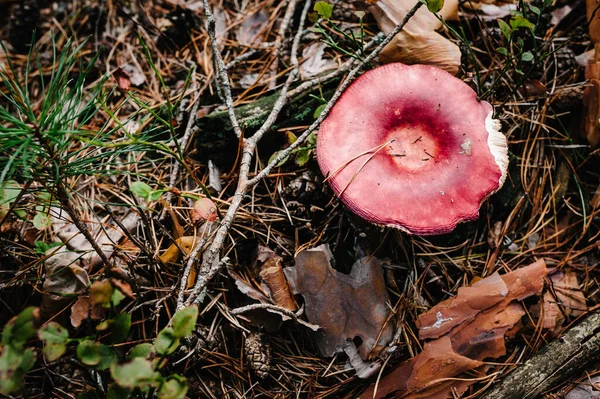 Russula Pilz Einem Kiefernwald Gefunden Pilze Wachsen Herbstwald Essbarer Pilz — Stockfoto