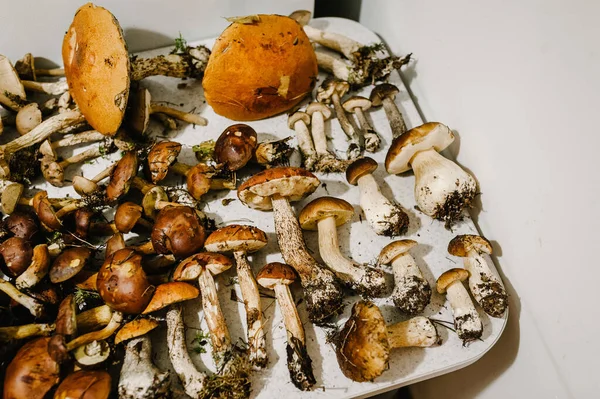 Many different edible mushrooms: white, moss, parasol on table at home. Edible mushroom with copy space. flat lay. top view.