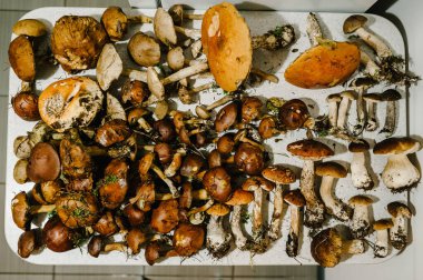 Bir sürü yenilebilir mantar: Beyaz, yosun, evdeki masada şemsiye. Fotokopi alanı olan yenilebilir mantar. Düz yat. en üstteki görünüm.