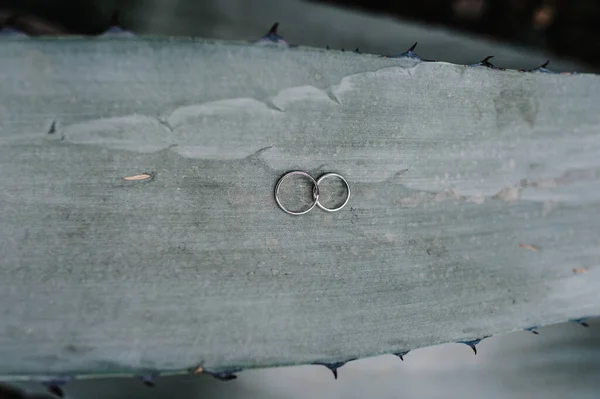 Background Tropical Cactus Lying Two Silver Wedding Rings Two White — Stock Photo, Image