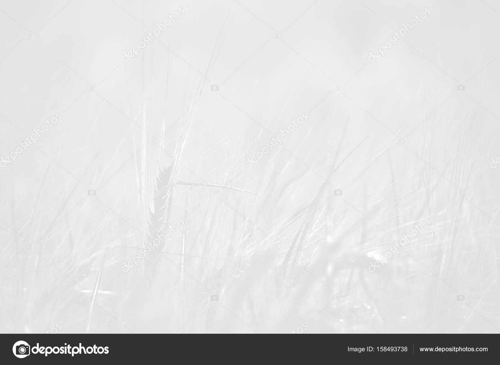 White muted crop field background — Stock Photo © mikkolem 158493738