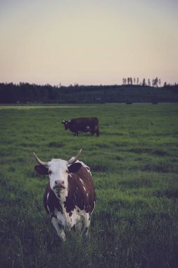 Gün batımında, Finlandiya bir mera üzerinde ineklerin