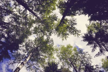 Gökyüzü huş ağacı ve köknar ağaçları altında görünümüne geniş aggle