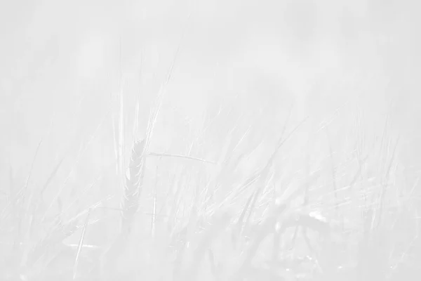 White muted crop field background — Stock Photo, Image