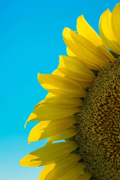 Girasol aislado en el cielo azul . — Foto de Stock