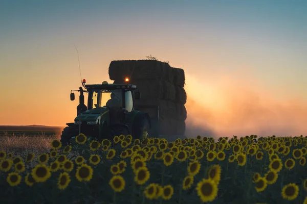 Campo de girassol ao pôr do sol. — Fotografia de Stock