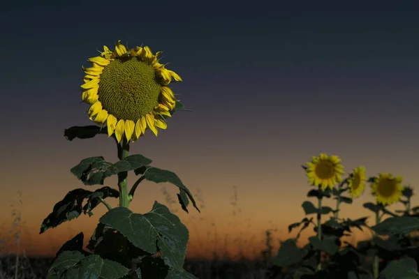 Sumflower al atardecer . — Foto de Stock