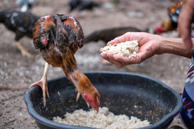 Yaşlı adam tavuklarını pilavla besliyor.