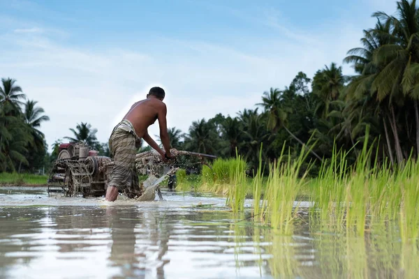 Agricultor Arando Campo Arroz Tailandia —  Fotos de Stock