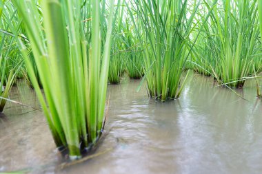 Pirinç tarlasında bebek pirinç bitkisinin yakın çekimi.
