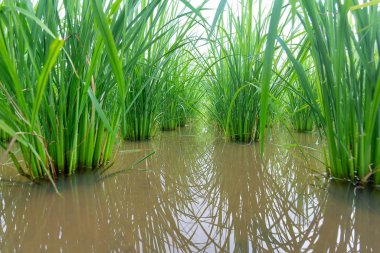 Pirinç tarlasında bebek pirinç bitkisinin yakın çekimi.