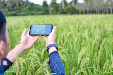 Young modern farmer using the mobile phone technology  in rice f