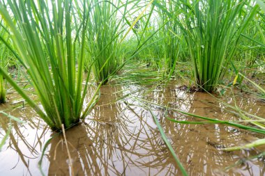 Pirinç tarlasında bebek pirinç bitkisinin yakın çekimi.