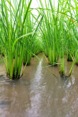 Pirinç tarlasında bebek pirinç bitkisinin yakın çekimi.