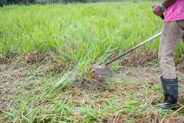 Hombre Cortando Hierba Campo Arroz Para Prepararse Para Plantación Arroz —  Fotos de Stock