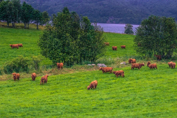 26 de julho de 2015: Rebanho de vacas escandinavas perto de Roros, Noruega — Fotografia de Stock