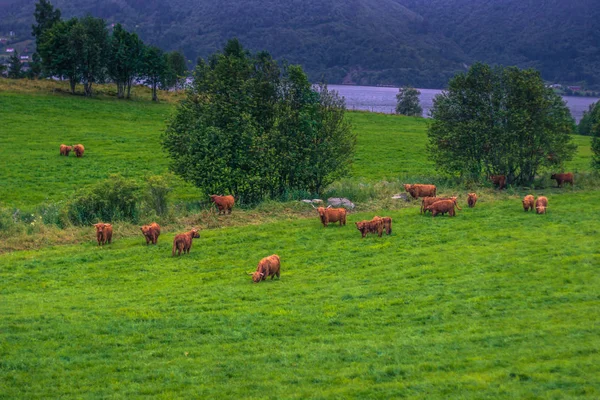Lipiec 26, 2015: Stado skandynawskim krów w pobliżu Røros, Norwegia — Zdjęcie stockowe