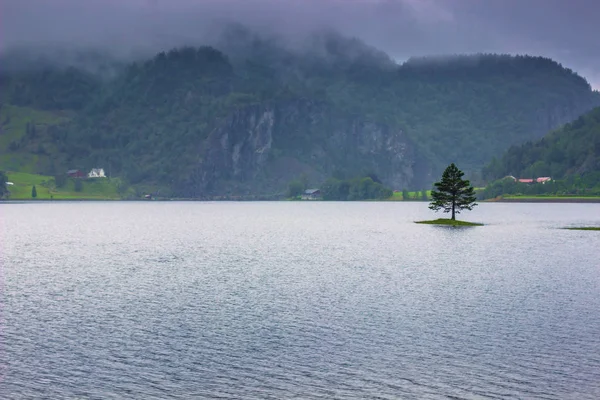 21 Temmuz 2015: Norveç kırsal, Norw bir gölde ağacında — Stok fotoğraf