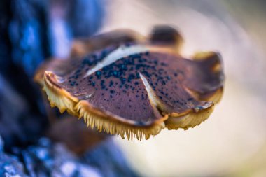 07 Ocak 2017: Yakın çekim makro Serra da Arruda, Portekiz içinde vahşi bir mantar