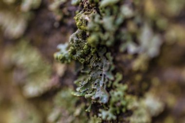 22 Ocak 2017: Stokholm, İsveç'te Skogskyrkogarden bir liken