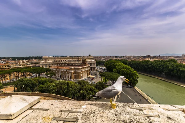 28 de mayo de 2016: Una gaviota en las murallas del castillo de Sant 'Angel — Foto de Stock