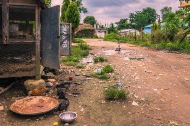 25 Ağustos 2014 - kırsal kasaba Sauraha, Nepal