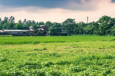 25 Ağustos 2014 - kırsal kırsal Sauraha, Nepal