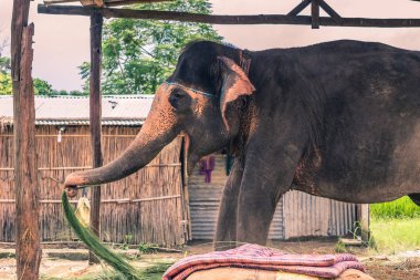 27 Ağustos 2014 - yerli fil Sauraha, Nepal