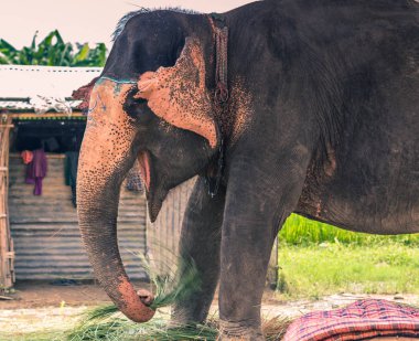 27 Ağustos 2014 - yerli fil Sauraha, Nepal