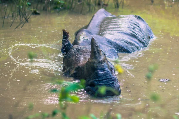 27 de agosto de 2014 Banho de rinoceronte indiano no Parque Nacional de Chitwan , — Fotografia de Stock