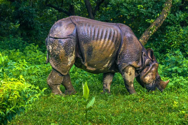 September 02, 2014 - Indian Rhino In Chitwan National Park, Nepa — Stock Photo, Image
