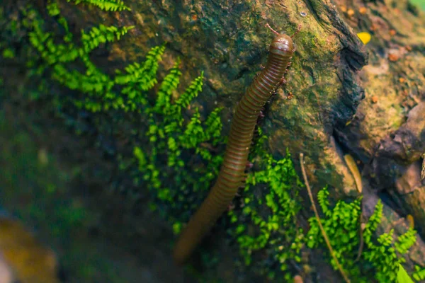 03 de septiembre de 2014 - Millipede in Chitwan National Park, Nepal — Foto de Stock