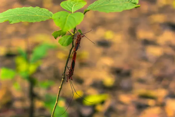 Syyskuu 03, 2014 - Punainen puuvilla Bug Chitwan National Park, Ne — kuvapankkivalokuva