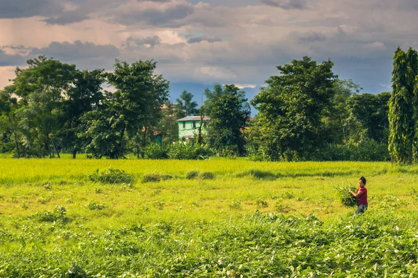 02 de setembro de 2014 - Agricultor em Sauraha, Nepal Imagem De Stock