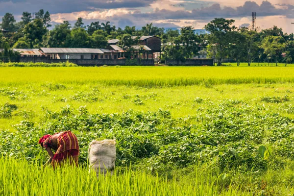 02 de setembro de 2014 - Agricultor em Sauraha, Nepal Imagem De Stock