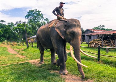 09 Eylül 2014 - eğitilmiş filler Chitwan Milli Parkı'nda,